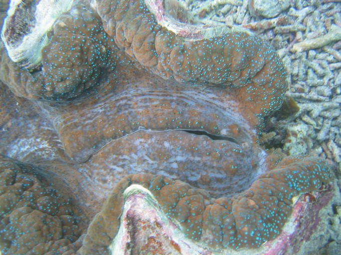 IMG_2072.JPG - "Clam City", Palau