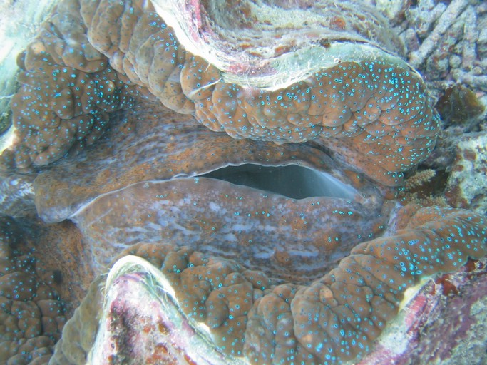 IMG_2075.JPG - "Clam City", Palau