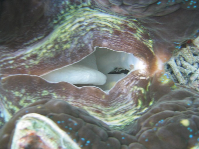 IMG_2076.JPG - "Clam City", Palau