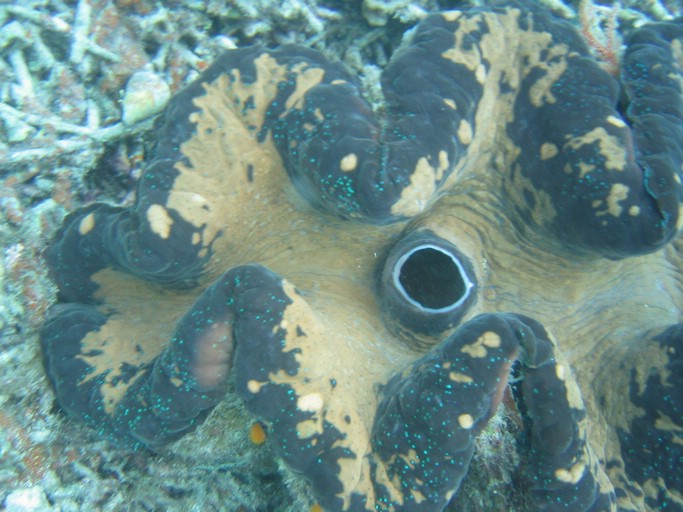 IMG_2078.JPG - "Clam City", Palau