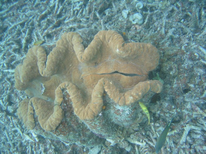IMG_2080.JPG - "Clam City", Palau