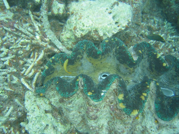 IMG_2081.JPG - "Clam City", Palau