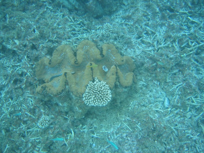 IMG_2082.JPG - "Clam City", Palau