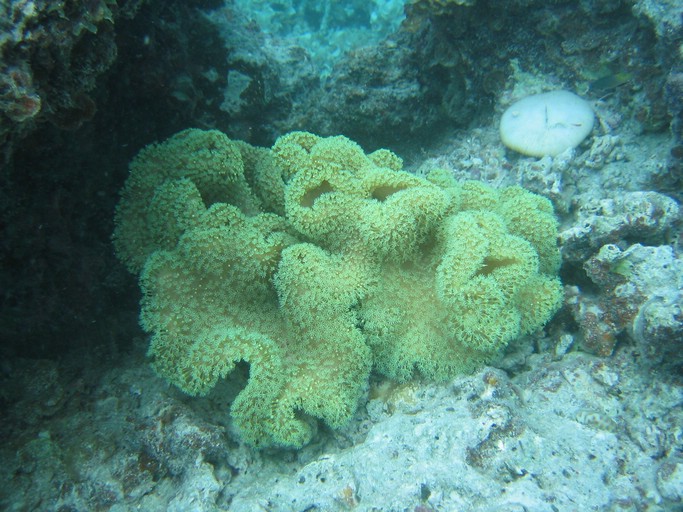 IMG_2087.JPG - "Clam City", Palau