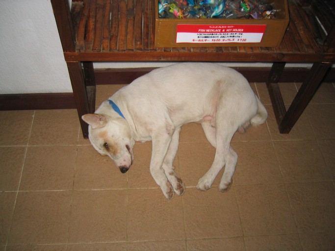 IMG_2090.JPG - Antelope Divers, Malakal, Palau