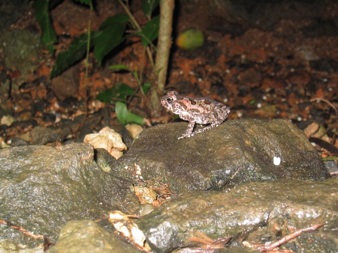 IMG_2100.JPG - Palau Plantation Resort, Koror