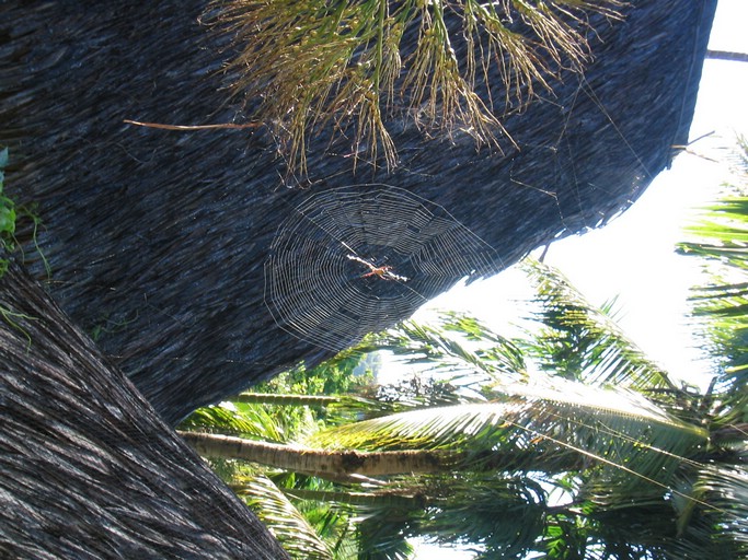 IMG_2103.JPG - Palau Plantation Resort, Koror