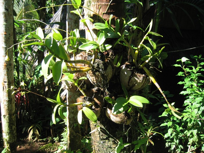 IMG_2104.JPG - Palau Plantation Resort, Koror