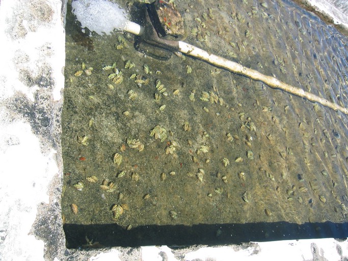 IMG_2110.JPG - Palau Mariculture Demonstration Center (giant clams), Malakal