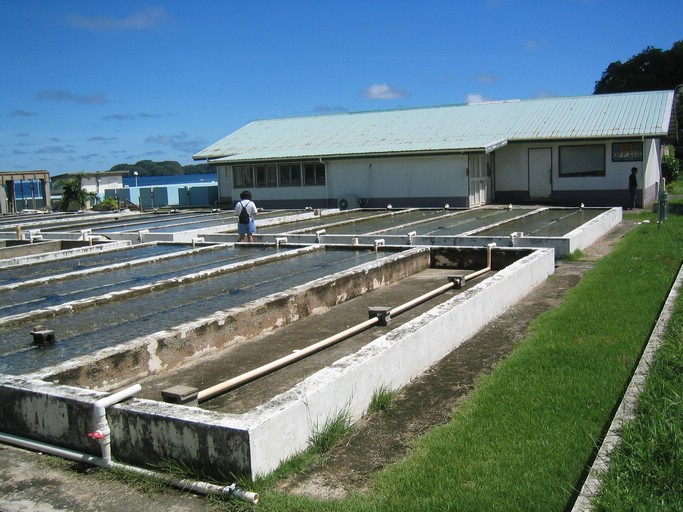 IMG_2111.JPG - Palau Mariculture Demonstration Center (giant clams), Malakal