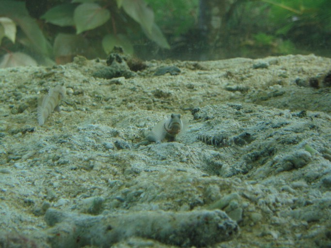 IMG_2117.JPG - Palau International Coral Reef Center