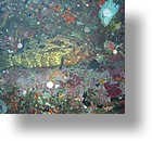 IMG_1709 - "Big Drop-off", Palau