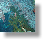 IMG_1713 - "Big Drop-off", Palau