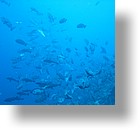 IMG_1725 - "Blue Corner", Palau