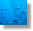 IMG_1727 - "Blue Corner", Palau