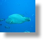 IMG_1728 - "Blue Corner", Palau