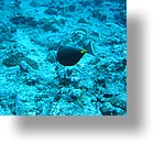 IMG_1734 - "Blue Corner", Palau