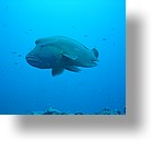 IMG_1736 - "Blue Corner", Palau