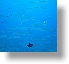IMG_1740 - "Blue Corner", Palau