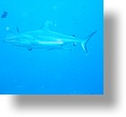 IMG_1746 - "Blue Corner", Palau