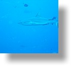 IMG_1747 - "Blue Corner", Palau