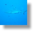 IMG_1748 - "Blue Corner", Palau