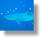 IMG_1749 - "Blue Corner", Palau