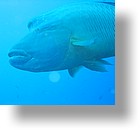 IMG_1754 - "Blue Corner", Palau