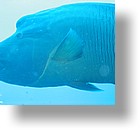 IMG_1755 - "Blue Corner", Palau