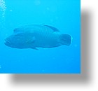 IMG_1757 - "Blue Corner", Palau