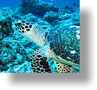 IMG_1763_edited - "Blue Corner", Palau