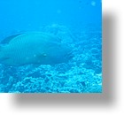 IMG_1765 - "Blue Corner", Palau