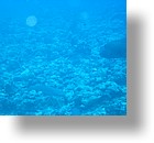 IMG_1766 - "Blue Corner", Palau