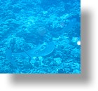 IMG_1767 - "Blue Corner", Palau