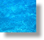 IMG_1768 - "Blue Corner", Palau