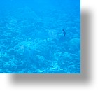 IMG_1769 - "Blue Corner", Palau