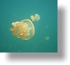 IMG_1797 - Jellyfish Lake, Palau