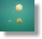 IMG_1800 - Jellyfish Lake, Palau