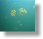 IMG_1802 - Jellyfish Lake, Palau