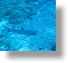 IMG_1837 - "Ulong Drop", Palau