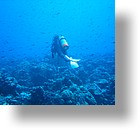 IMG_1839 - "Ulong Drop", Palau