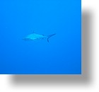 IMG_1840 - "Ulong Drop", Palau