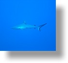 IMG_1842 - "Ulong Drop", Palau