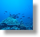 IMG_1844 - "Ulong Drop", Palau