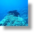 IMG_1845 - "Ulong Drop", Palau