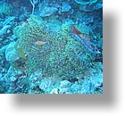 IMG_1846 - "Ulong Drop", Palau