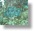 IMG_1852 - "Saint Cardinal" (near Koror), Palau