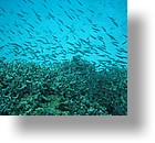 IMG_1860 - "Saint Cardinal" (near Koror), Palau