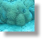 IMG_1861 - "Saint Cardinal" (near Koror), Palau