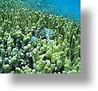 IMG_1865 - "Saint Cardinal" (near Koror), Palau